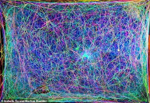 41647726-9461371-Cross_sectional_images_shown_in_different_colours_of_a_spider_we-a-2_1618222551785.jpg