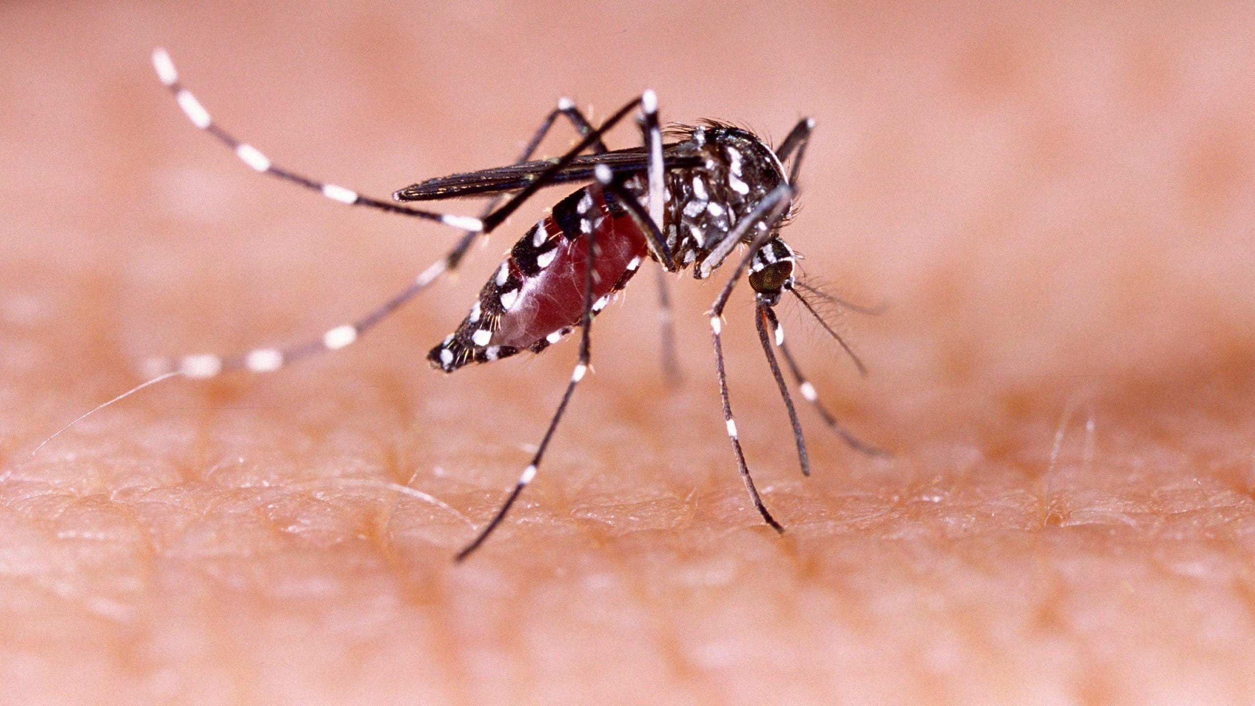 Dengue-scaled-1.jpeg