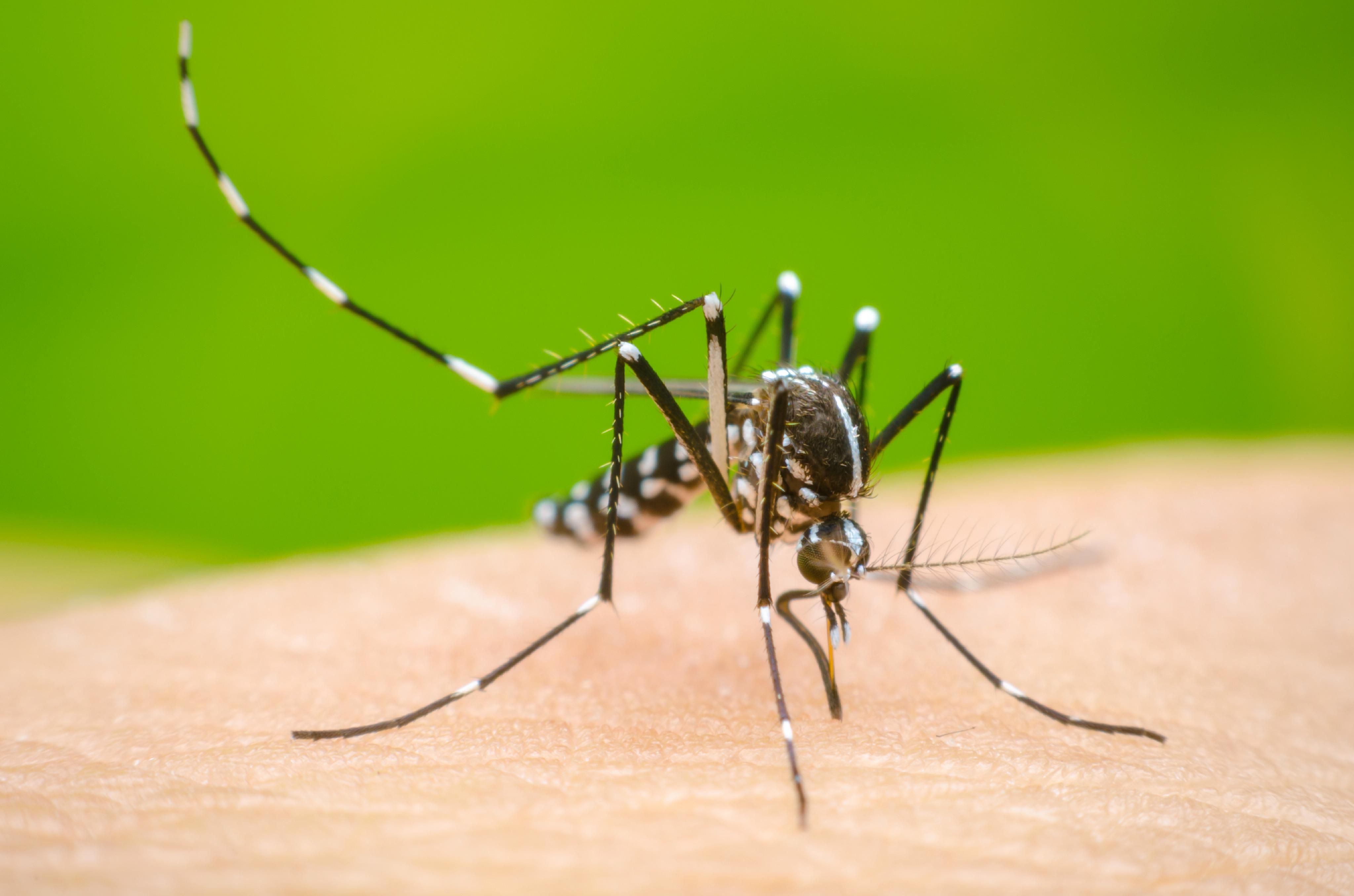 Dengue_share.jpg
