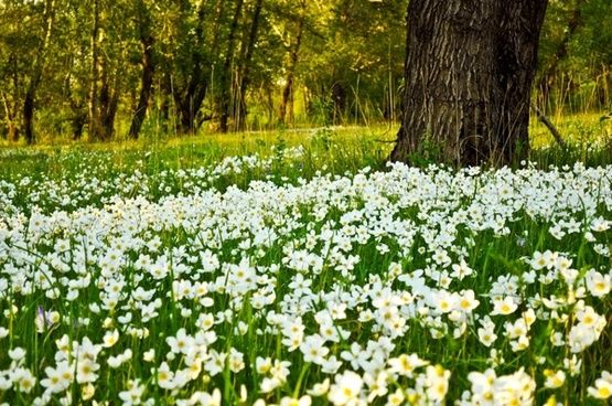 flower_fields_200676.jpg