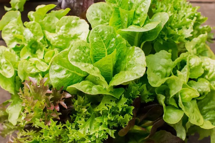 how-to-grow-fresh-delicious-lettuce-1403404-3-0c9662567b52457a9f55828604f36b74-c3c4e1cc3d62460092a5921f7e9d45fe.webp
