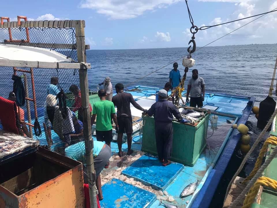 koodo.jpeg