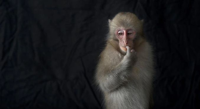 monkey_0-sixteen_nine-copy.jpg