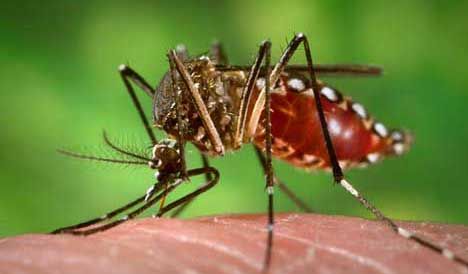 mosquito-flex.jpg