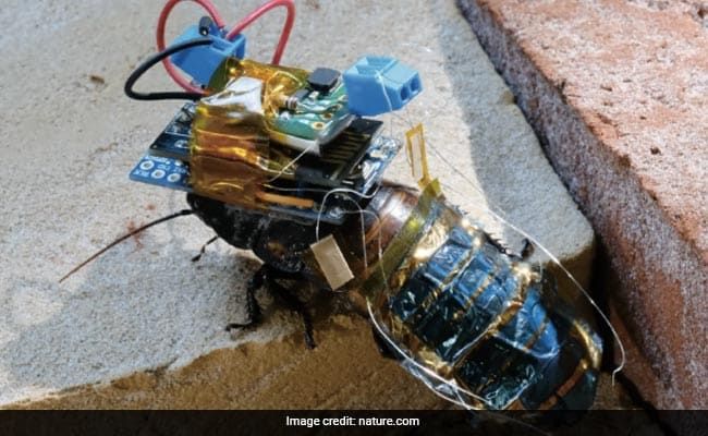 pb4g84uo_cyborg-cockroach-650_625x300_05_September_22.jpeg