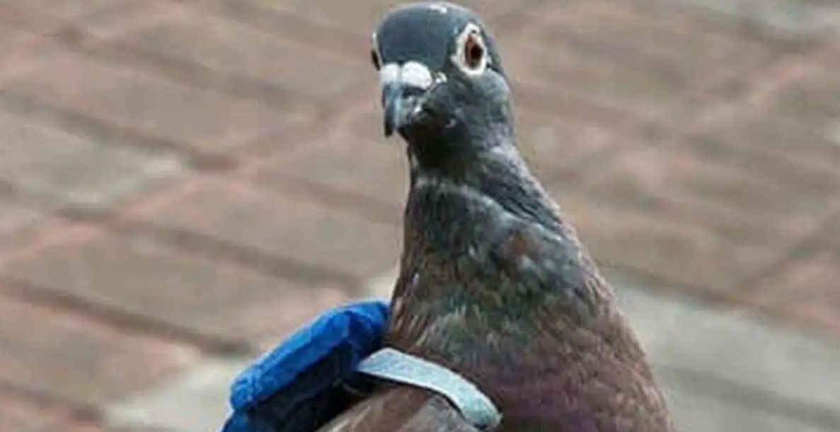 pigeon-wearing-backpack-copy.jpg