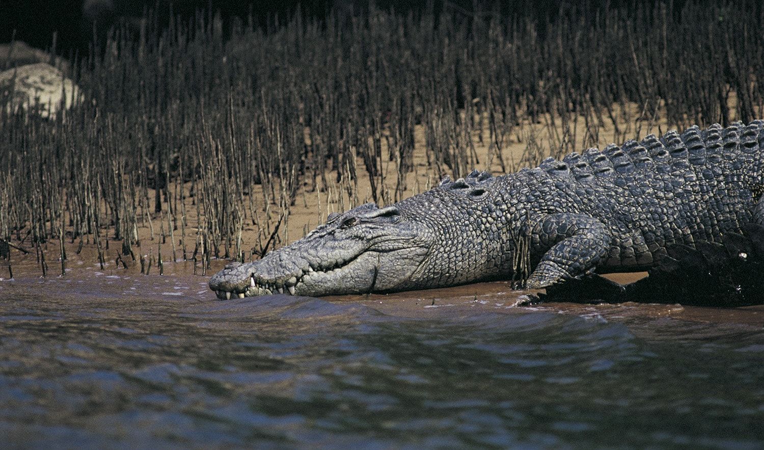 saltwater-crocodile.jpg