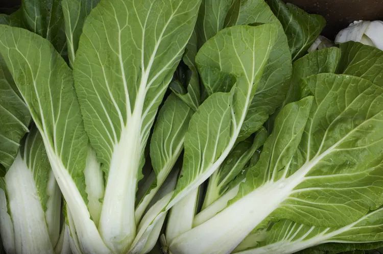 thespruce-shadeveggie-GomezDavid-ca5f8130be1840a583873e037053a83b.webp